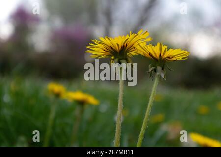 Yellow dandelion flowers on green background, Italy Stock Photo