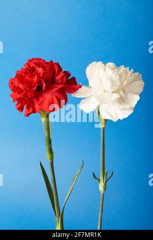 Beautiful red and white Dianthus flowers on blue background Stock Photo