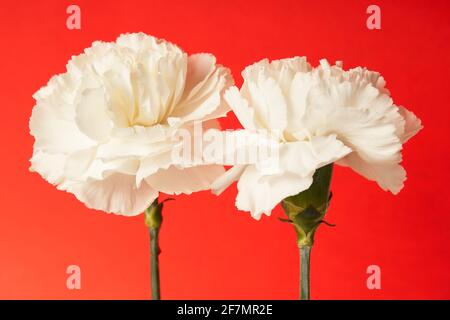 Beautiful yellow Dianthus flower on red background Stock Photo