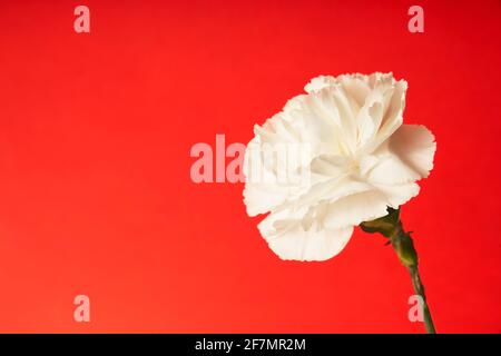 Beautiful yellow Dianthus flower on red background Stock Photo