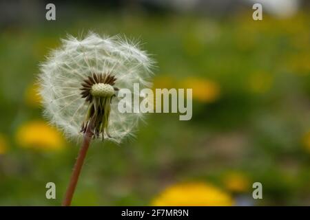 Seeds of dandelion flowers on green background, Italy Stock Photo