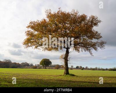 Lone Oak tree in the seasons. Late Autumn on a November afternoon. One of a set of images of this tree through the seasons and weather. Stock Photo