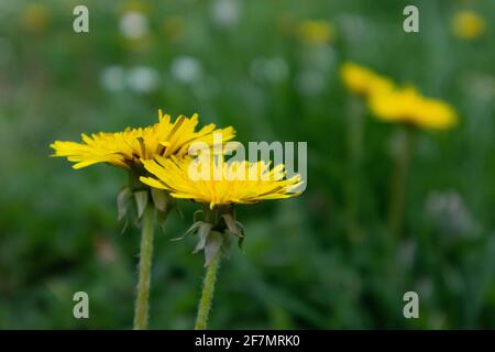 Yellow dandelion flowers on green background, Italy Stock Photo