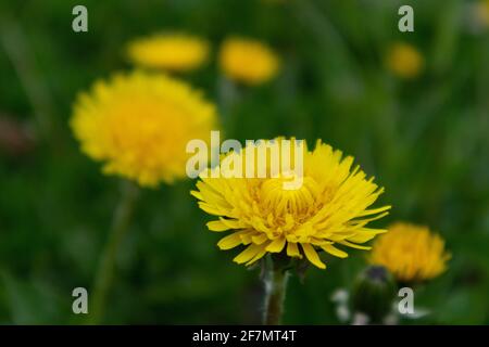 Yellow dandelion flowers on green background, Italy Stock Photo