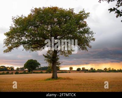 Lone Oak tree in the seasons.September, after harvest landscape.One of a set of images of this tree through the seasons and weather. Stock Photo