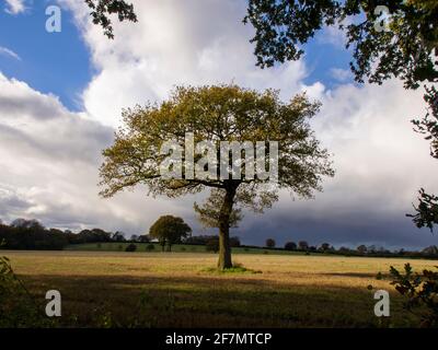 Lone Oak tree in the seasons. Autumn, after harvest landscape.One of a set of images of this tree through the seasons and weather. Stock Photo