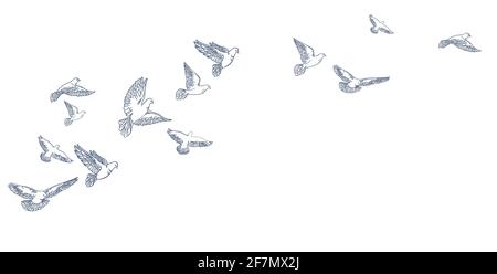 Flying pigeons, hand drawn, line art Vector clipart Stock Vector