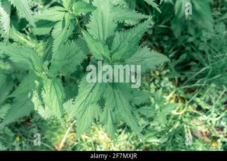 Young plants of stinging nettles. Green nettle leaves Stock Photo