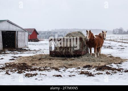 A pair of palomino clydesdale horses next to a bale of hay on an iron structure in the middle of a blizzard in the Ontario countryside. Stock Photo