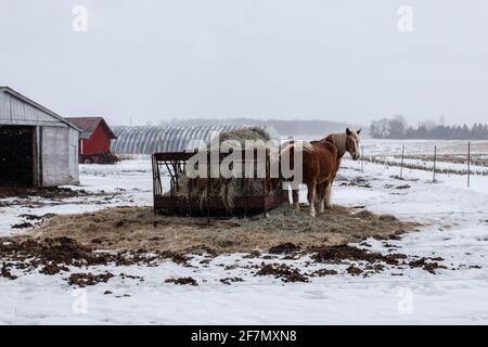 A pair of palomino clydesdale horses next to a bale of hay on an iron structure in the middle of a blizzard in the Ontario countryside. Two barns. Stock Photo