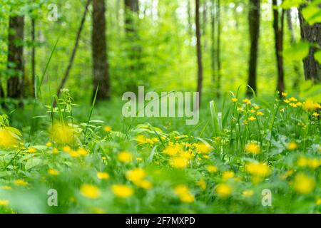 flowers of a yellow buttercup on a background of green grass. selective focus, blur, copy space Stock Photo