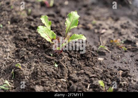 sprout of young beets in the garden. Stock Photo