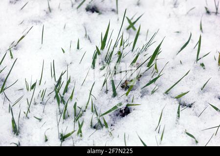 Fresh grass snow-covered winter grasses lawn Stock Photo