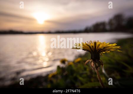 Yellow dandelion flower growing by the lake shore, photographed at sunset Stock Photo