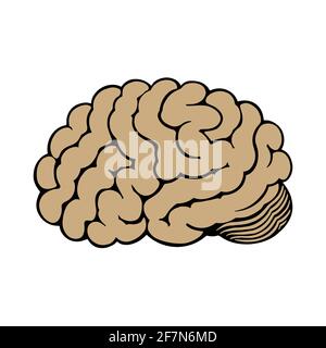 Human brain isolated on white background. Stock Vector