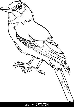 Black and white cartoon illustration of jay bird comic animal character coloring book page Stock Vector