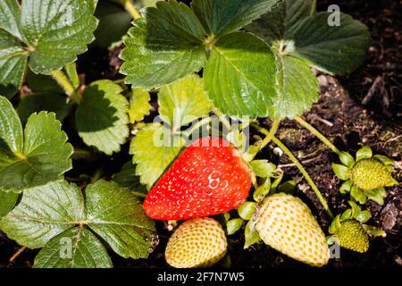 Strawberries grown in a pot in an urban garden, half ripe. Stock Photo