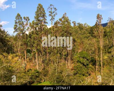 Eucalyptus woodland in the central Andean mountains of Colombia near te town of Arcabuco, in the department of Boyaca, Colombia. Stock Photo