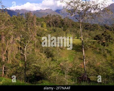 A forest of alder and eucalyptus trees at a valley in the central Andean mountains of Colombia, near the town of Arcabuco in the department of Boyaca. Stock Photo