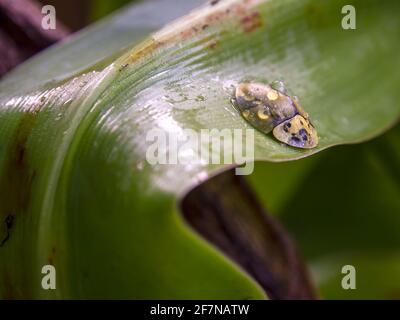 Macro photography of a tortoise beetle covered in rain drops, sitting on a lily leaf, captured in a garden near the  Villa de Leyva, Colombia. Stock Photo