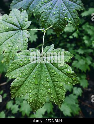 Green Deciduous Forest In The Rain Drops On A Sunny Day Stock Photo - Alamy