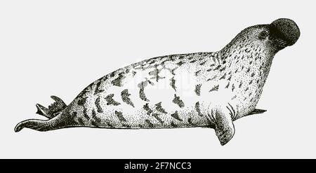 Threatened male hooded seal, cystophora cristata from the North Atlantic Ocean in profile side view Stock Vector