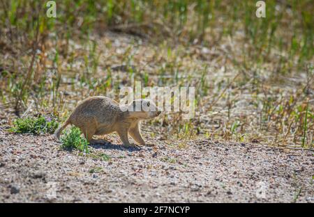 Gunnison's Prairie Dog (Cynomys gunnisoni), Monument Colorado USA. Photo taken in July. Stock Photo