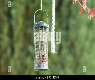Bird feed hanging off a tree in the garden on a blurred green background Stock Photo
