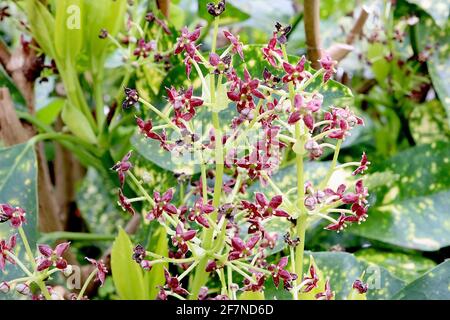 Aucuba japonica ‘Crotonifolia’ Japanese laurel Crotonifolia – small deep purple flowers and dark green heavily spotted yellow, April, England, UK Stock Photo