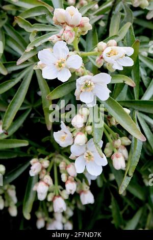 Choisya x dewitteana ‘Aztec Pearl’ Mexican orange blossom Aztec Pearl – scented star-shaped white flowers with dark green lance-shaped leaves,  April, Stock Photo