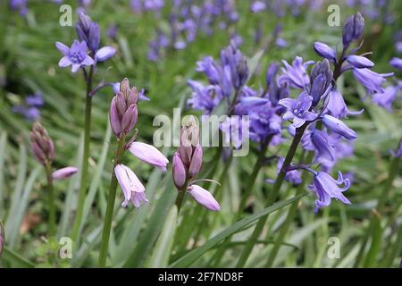 Hyacinthoides hispanica ‘Excelsior’ Spanish bluebells – pale mauve bell-shaped flowers with blue stripes,  April, England, UK Stock Photo