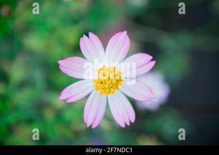 Cosmos Caudatus in indonesia names kenikir, its can be found in the lowlands to the mountains Stock Photo