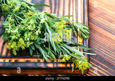 Medicinal plant Euphorbia esula, commonly known as green spurge or leafy spurge of milkweed in bottle with cork On a wooden cutting board ready for co Stock Photo