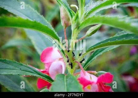 Impatiens balsamina commonly known as balsam, golden balsam, rose balsam, touch me not or spotted snapweed Stock Photo