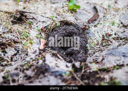 Burrow hole made by vole mouse in the ground in spring Stock Photo