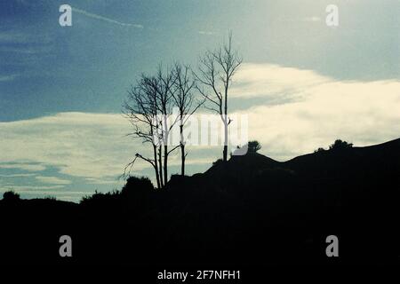 Dry trees on the slope of Mount Bromo volcano in Bromo Tengger Semeru National Park, East Java, Indonesia. Stock Photo