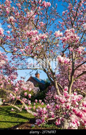 Pink magnolia blossoms in the Enid A. Haupt Garden frame the Smithsonian Castle on the National Mall in Washington, D.C. Stock Photo