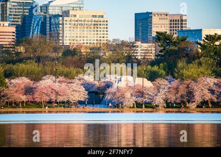 A morning view of the Martin Luther King Jr Memorial and the skyline of Rosslyn, Virgina, as seen from across the Tidal Basin on the National Mall in Stock Photo