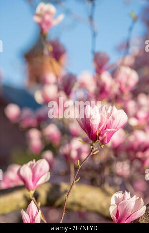 Pink magnolia blossoms in the Enid A. Haupt Garden frame the Smithsonian Castle on the National Mall in Washington, D.C. Stock Photo