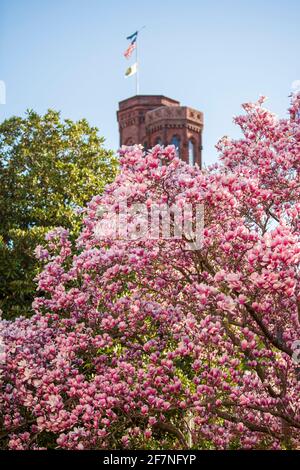 Pink magnolia blossoms in the Enid A. Haupt Garden frame the Smithsonian Castle on the National Mall in Washington, D.C. Stock Photo