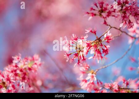 Pink cherry tree blossom flowers blooming in spring, bokeh. Stock Photo