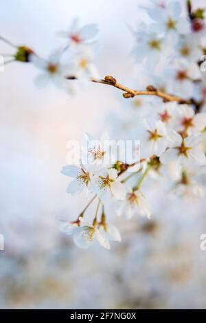 Close view of delicate sakura flowers of a cherry tree at the Tidal Basin on the National Mall in Washington, D.C Stock Photo