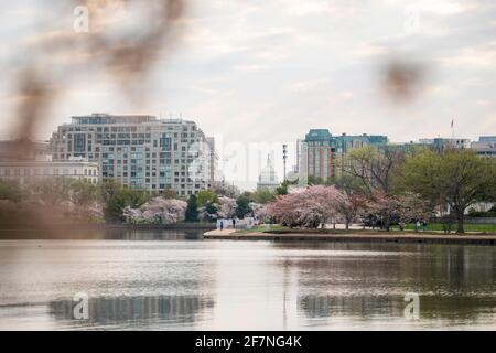 Cherry blossoms line the Tidal Basin in Washington D.C. The Capitol Dome can be seen in the distance. Stock Photo