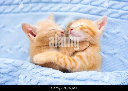 Baby cat sleeping. Ginger kitten on couch under knitted blanket. Two cats cuddling and hugging. Domestic animal. Sleep and cozy nap time. Home pet. Stock Photo