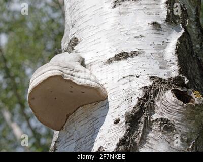 Tree fungus, Birkenporling, Piptoporus betulinus, on the birch trunk Stock Photo