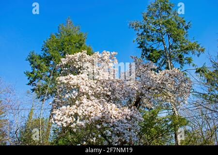 Cherry blossom trees in Hamilton, New Jersey, on a clear sunny day in early spring -02 Stock Photo