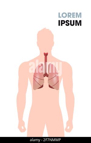 human esophagus trachea lungs internal organs respiratory system medical poster portrait flat vertical copy space Stock Vector