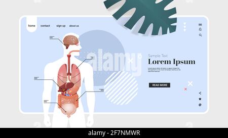 human body structure infographic poster with internal organs anatomy system portrait horizontal copy space Stock Vector