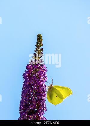 common brimstone perching  on a summer lilac blossom Stock Photo
