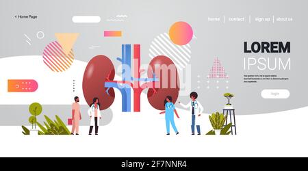 doctors team inspecting checking kidneys human internal organ examination healthcare medicine concept full length copy space horizontal Stock Vector